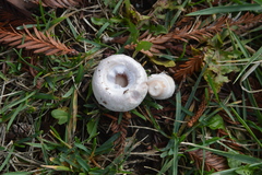 Agaricus campestris