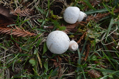 Agaricus campestris