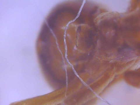 Yellow Meadow Ant