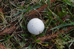 Agaricus campestris