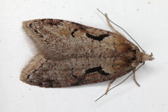 Semioscopis steinkellneriana