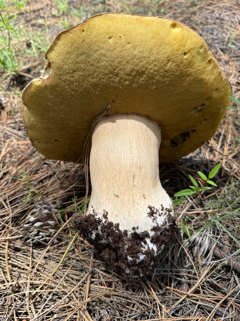 Barrow's Bolete · August 2026 · photo: Photo: (c) Michael Tidwell, some rights reserved (CC BY) · iNaturalist