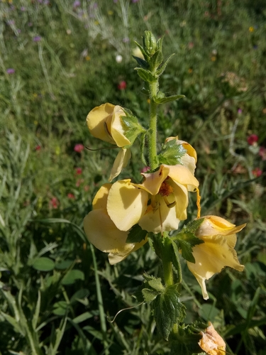Image of Verbascum creticum by (c) Karim Haddad, some rights reserved (CC BY)