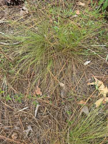 Aristida stricta, 2026-07-11