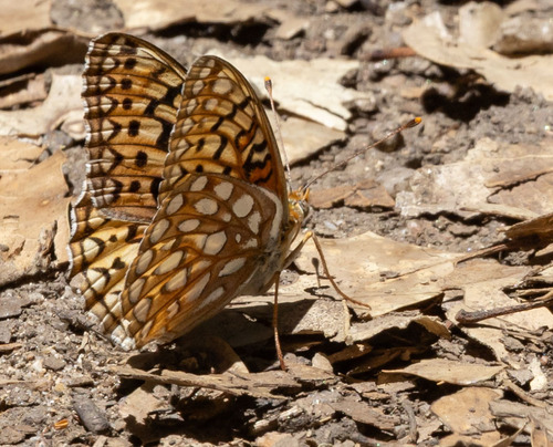 iNaturalist observation photo of Callippe Fritillary
