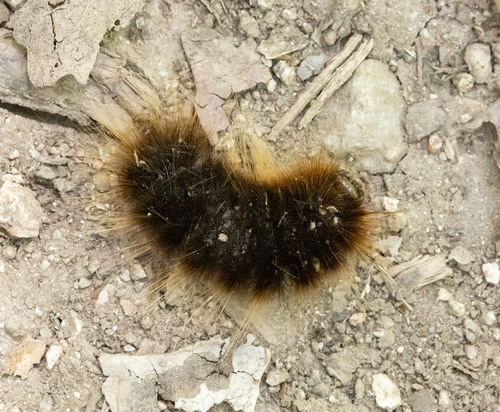 iNaturalist observation photo of Tiger Moths and Allies