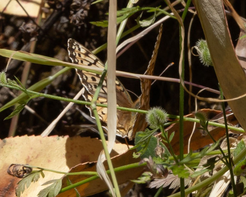 iNaturalist observation photo of Callippe Fritillary