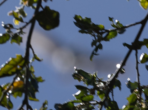 iNaturalist observation photo of Birds