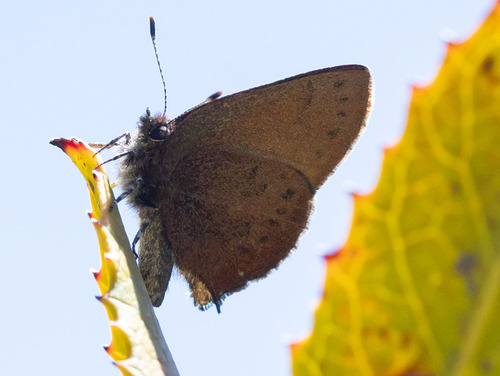 iNaturalist observation photo of Brown Elfin