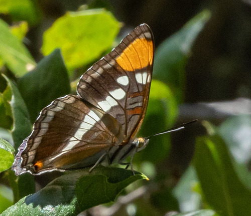 iNaturalist observation photo of California Sister