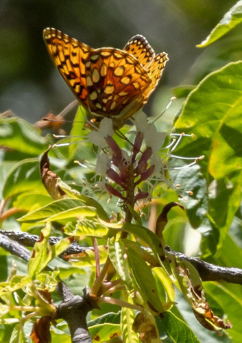 iNaturalist observation photo of Coronis Fritillary
