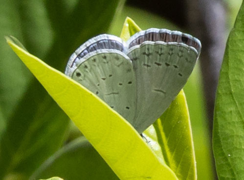iNaturalist observation photo of Echo Azure