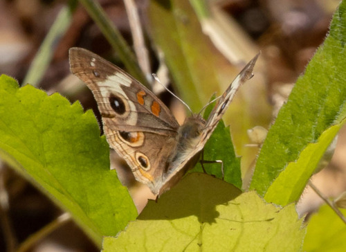 iNaturalist observation photo of Gray Buckeye