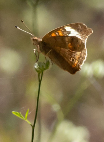 iNaturalist observation photo of Gray Buckeye