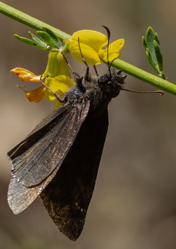 iNaturalist observation photo of Mournful Duskywing