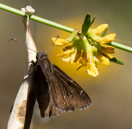 iNaturalist observation photo of Northern Cloudywing
