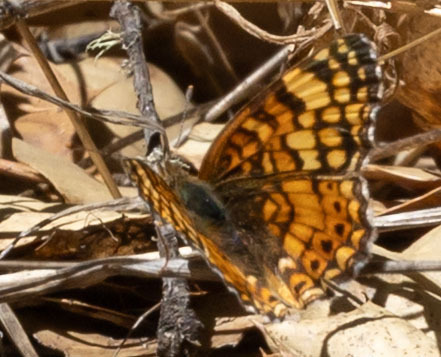 iNaturalist observation photo of Mylitta Crescent