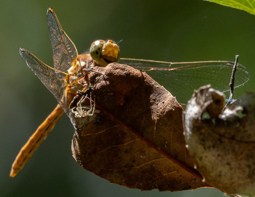 iNaturalist observation photo of Meadowhawks