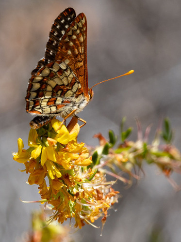 iNaturalist observation photo of Variable Checkerspot