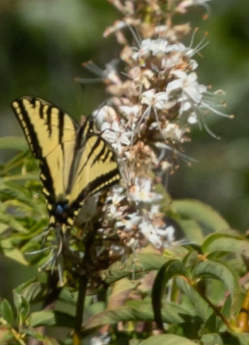 iNaturalist observation photo of Western Tiger Swallowtail