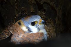 Falco sparverius dominicensis