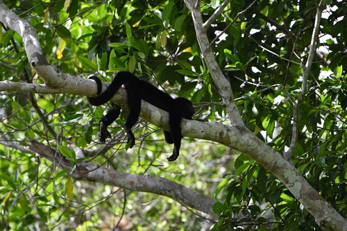 Yucatán Black Howler Monkey