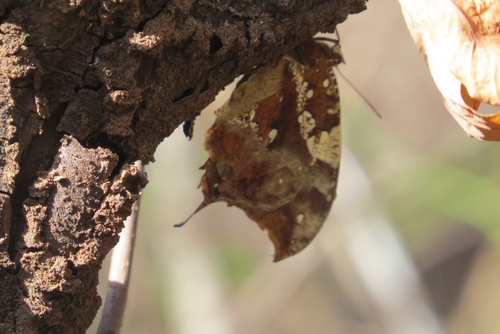 Silver-studded Leafwing
