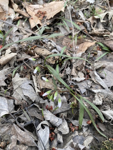 Claytonia virginica, photograph 5
