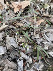 Claytonia virginica, photograph (c) Sheila Collins Bourgoin, some rights reserved (CC BY)