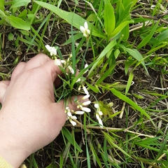 Sisyrinchium albidum