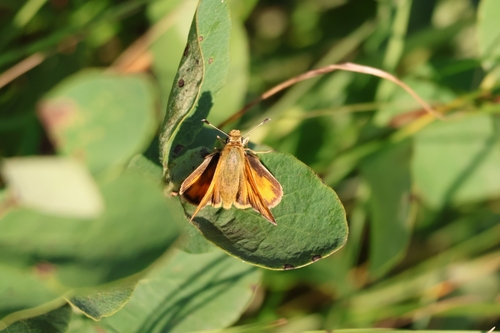 Woodland Skipper