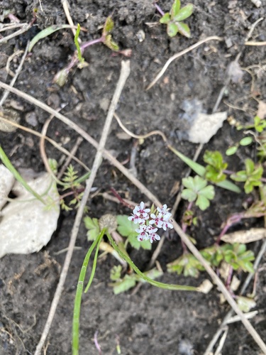 Erigenia bulbosa, photograph 3