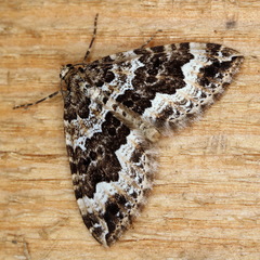 Lampropteryx suffumata