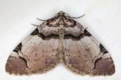 Anticlea derivata