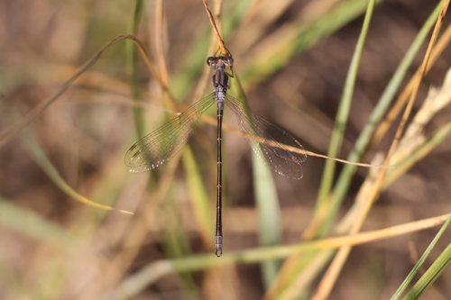 Spotted Spreadwing