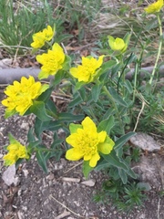 Helioscopia