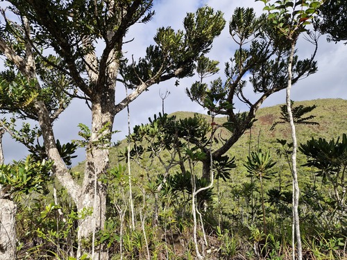 Scrub kauri (Agathis ovata)