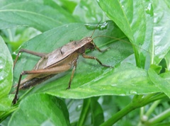 Xenogryllus transversus