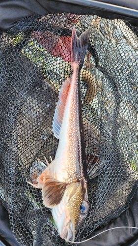 Grey Gurnard