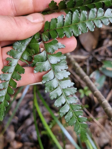 Lindsaea nervosa observed 2026-07-22