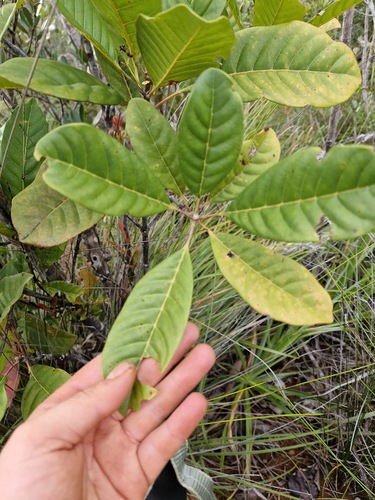 Spiraeanthemum meridionale observed 2026-07-22