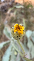 (c) mycoroco, some rights reserved (CC BY) Hieracium waldsteinii, photograph (c) mycoroco, some rights reserved (CC BY)