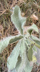 Hieracium waldsteinii