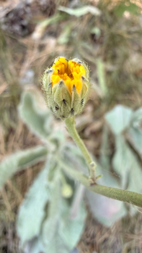 Hieracium waldsteinii, photograph 4