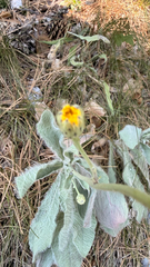 Hieracium waldsteinii, photograph (c) mycoroco, some rights reserved (CC BY)