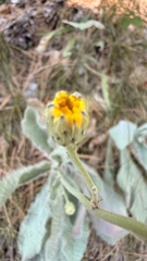 (c) mycoroco, some rights reserved (CC BY) Hieracium waldsteinii, photograph (c) mycoroco, some rights reserved (CC BY)