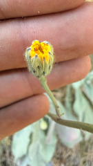 (c) mycoroco, some rights reserved (CC BY) Hieracium waldsteinii, photograph (c) mycoroco, some rights reserved (CC BY)