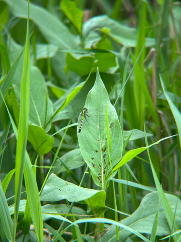 Eastern Pondhawk