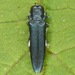 Agrilus acutipennis - Photo (c) skitterbug, algunos derechos reservados (CC BY), subido por skitterbug