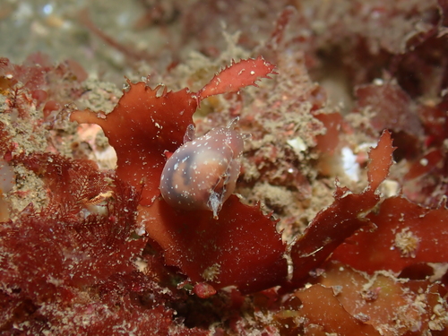 Aplysia punctata, 2026-08-16
